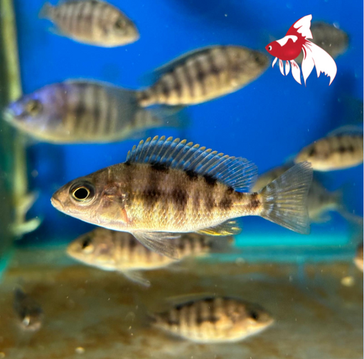 Prot. Taiwan Reef (Local) ML-6 (7 ONLY!)