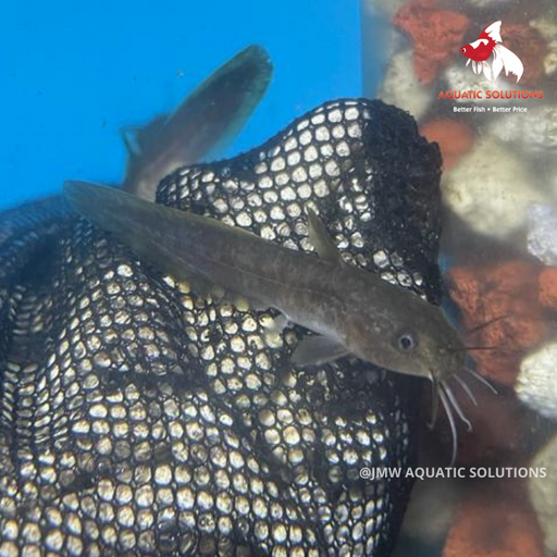 Tandanus Catfish (Local) Bulk 30+ M-7