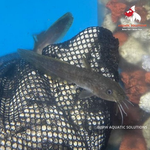 Tandanus Catfish (Local) Bulk 20+ L-10