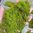 Terrarium Moss (Thuidium furfurosum) (Local) Bulk 10+