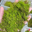 Terrarium Moss (Campylopus clavatus) (Local) (4 ONLY!)