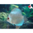 Discus - Thailand Blue Diamond ML-7