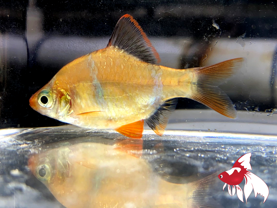 Tiger Barb - Blue Fin (Local) Bulk 50+ M-3