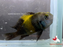 Tropheus bemba (Local) S-3.5 (Limited Numbers!)
