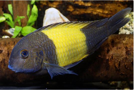 Tropheus Ikola (Import) M-4 (Nice!)