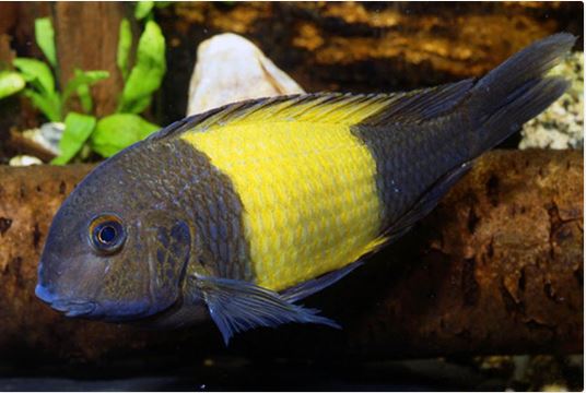 Tropheus Ikola (Import) M-4.5 (Nice!)