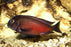 Tropheus moliro (Local) SM-3.5 (1 ONLY!)