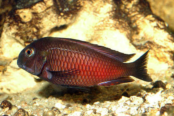 Tropheus moliro (Import) M-4.5 (2 ONLY!)
