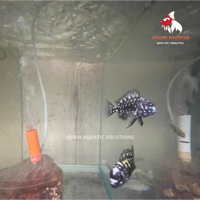 Tropheus Ikola (Import) S-3 (2 ONLY!)