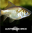 Uncoloured Goldfish (local) S-5 (Limited Numbers!)