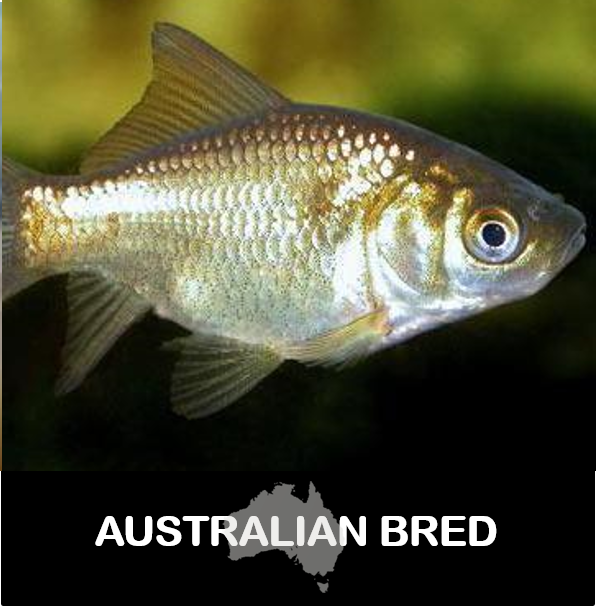 Uncoloured Goldfish (local) S-5 (Limited Numbers!)