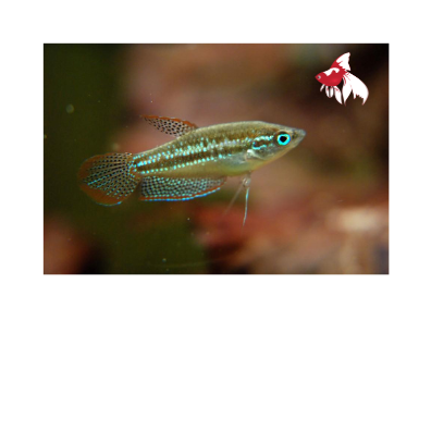 Sparkling Gourami S-2 (Limited Numbers!)