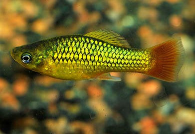 Variatus Platy - Green (Local) M-3.5