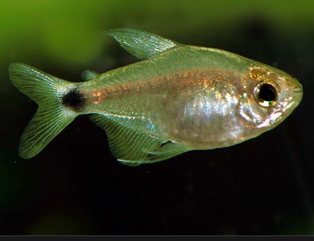 Hyphess Elachys (Veilfin) Tetra M 2-3 (25 ONLY!) ONLINE SPECIAL EXCLUSIVE!