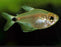 Hyphess cyanotaenia Imperial Lapis Tetra Bulk 30+ M-3