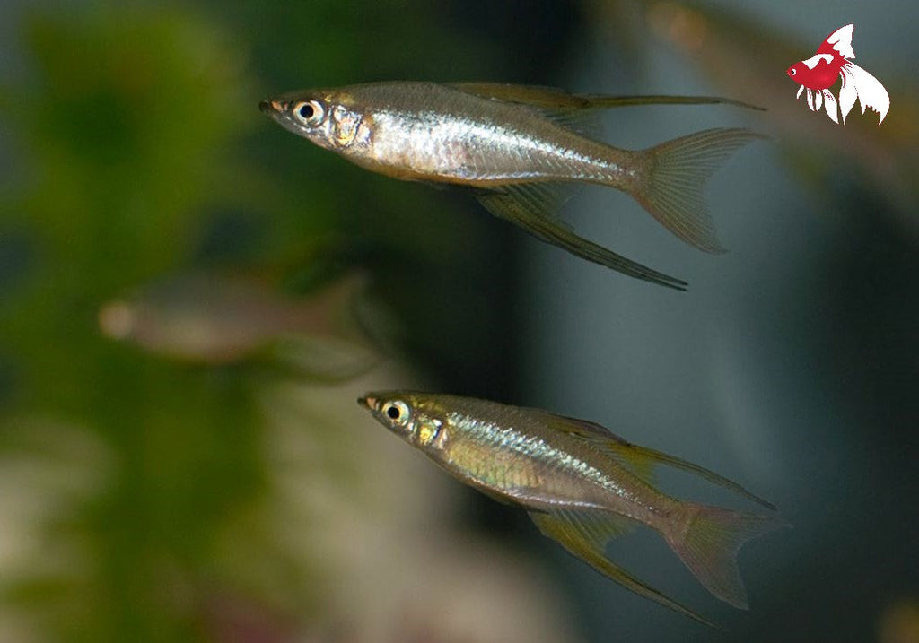 Australian, New Guinea & Other Rainbow Fish — Aquatic Solutions Australia