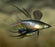 Seconds Werneri - Threadfin Rainbow Female (Local) M-3.5 (1 ONLY!)