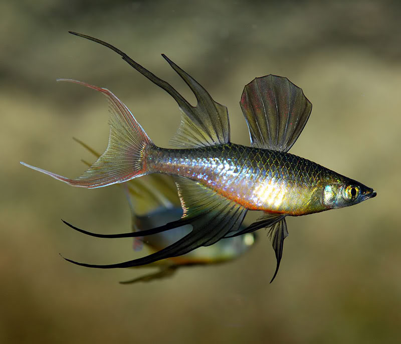 Seconds Werneri - Threadfin Rainbow Female (Local) M-3.5 (1 ONLY!)