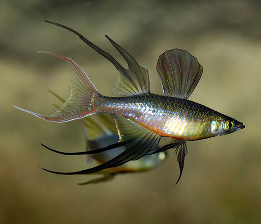 Werneri - Threadfin Rainbow Trio (Local) (1M+2F) M 2.5-3.5cm (Limited Numbers!)