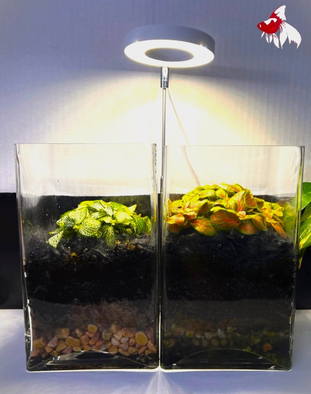 Glass Vase — Aquatic Solutions Australia