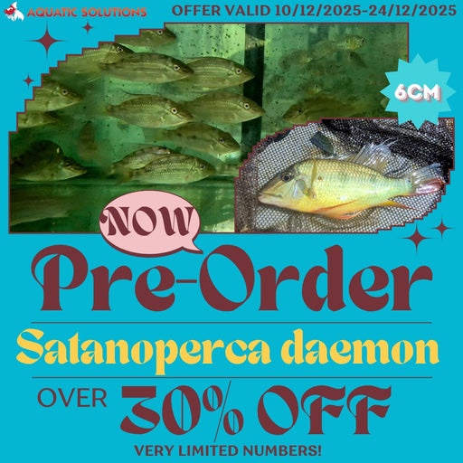 Satanoperca daemon 6 cm (PRE-ORDER)