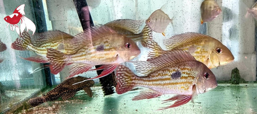 Geo. winemilleri L-8