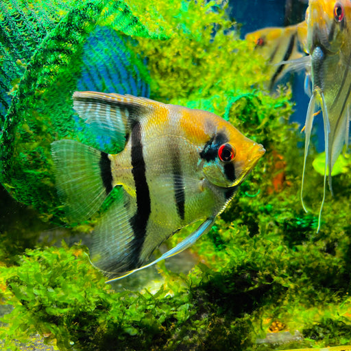 Amapa Red Black Angel Seconds M-4.5 (1 ONLY!)