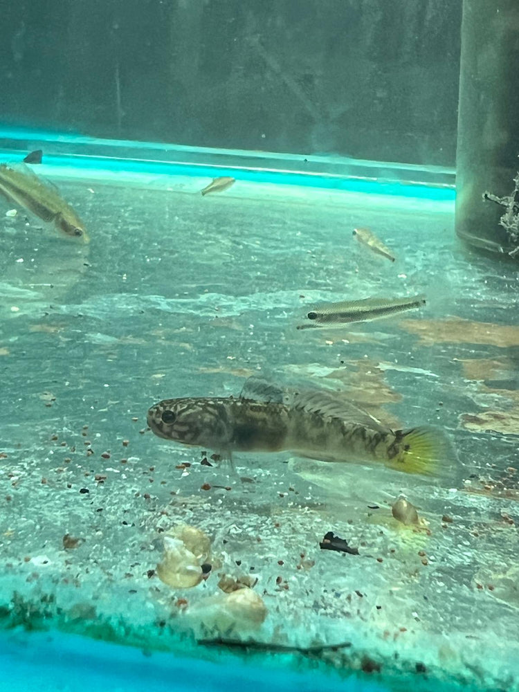 Mangrove Goby M-4 (Limited Numbers!)