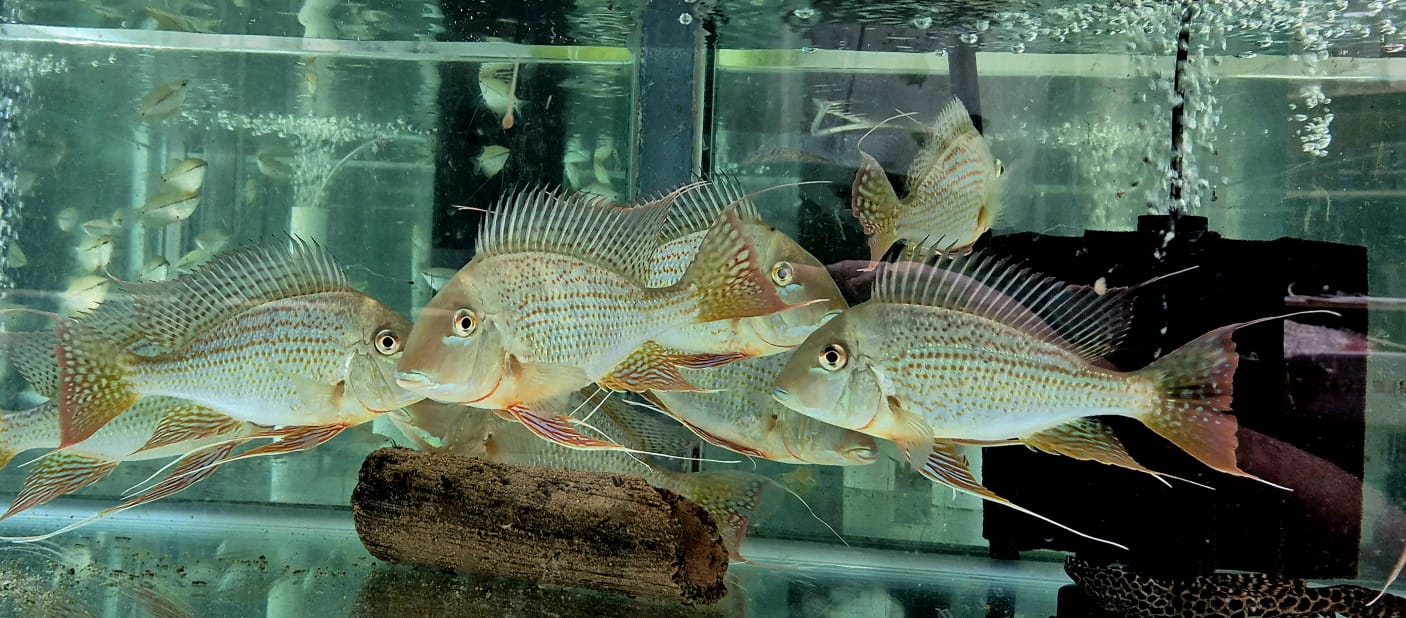 Geo. altifrons (Local) M-5 (Limited Numbers!)