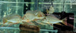 Geo. altifrons (Local) L-8 (3 ONLY!)