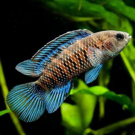 Blue Badis S-3 (Limited Numbers!)