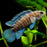 Blue Badis M-4 (Limited Numbers!)