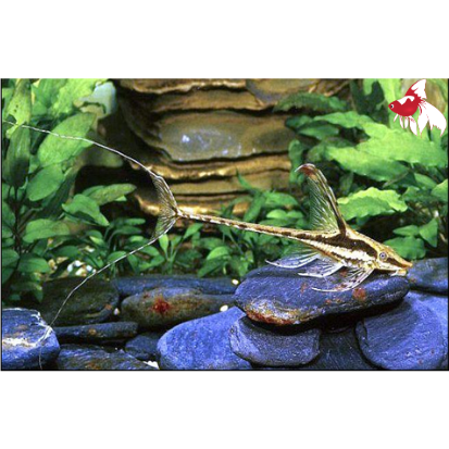 Whiptail Catfish (Local) S-4 (1 ONLY!)