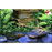 Whiptail Catfish (Local) S-4 (1 ONLY!)