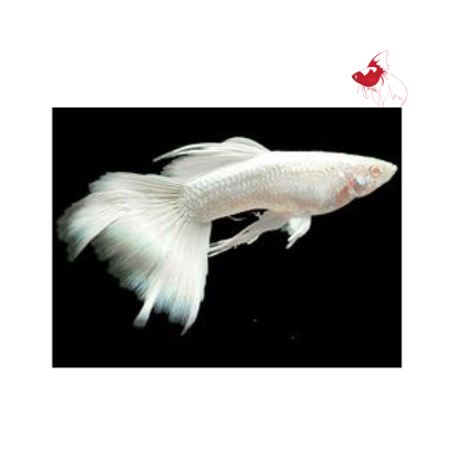 White Guppy - Male M-4