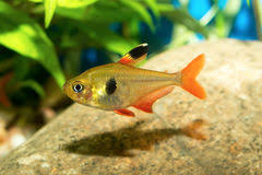 Phantom Tetra - Yellow ML 3-4