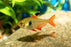 Phantom Tetra - Yellow ML 3-4