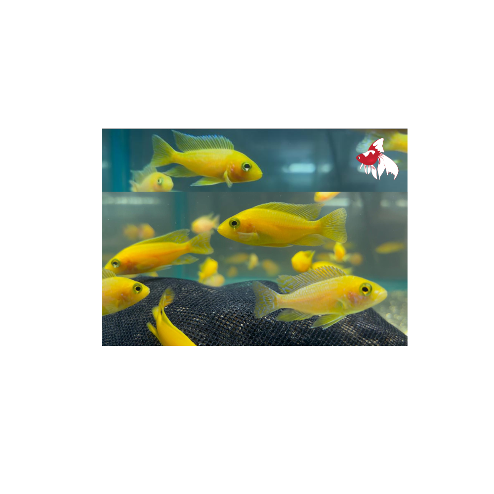 Yellow/Gold Peacock (Import) ML-7