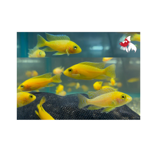 Yellow/Gold Peacock (Import) M+6