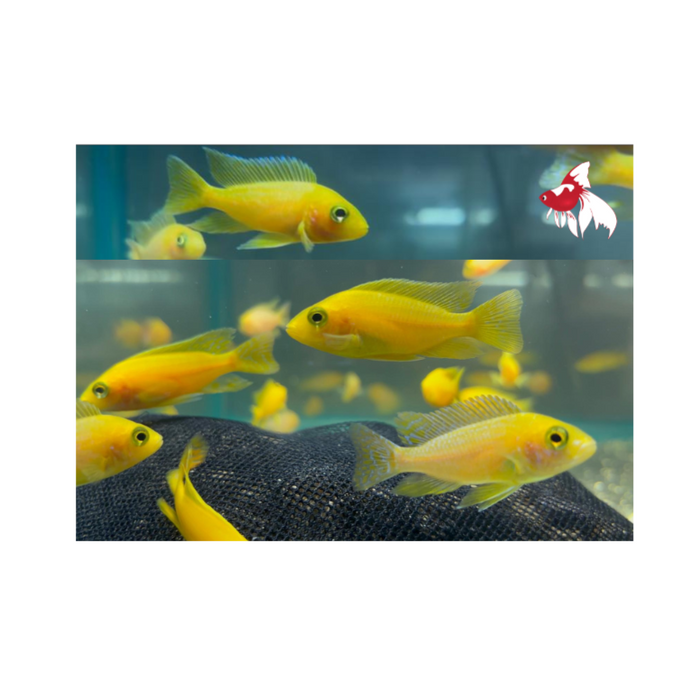 Yellow/Gold Peacock (Import) M+6