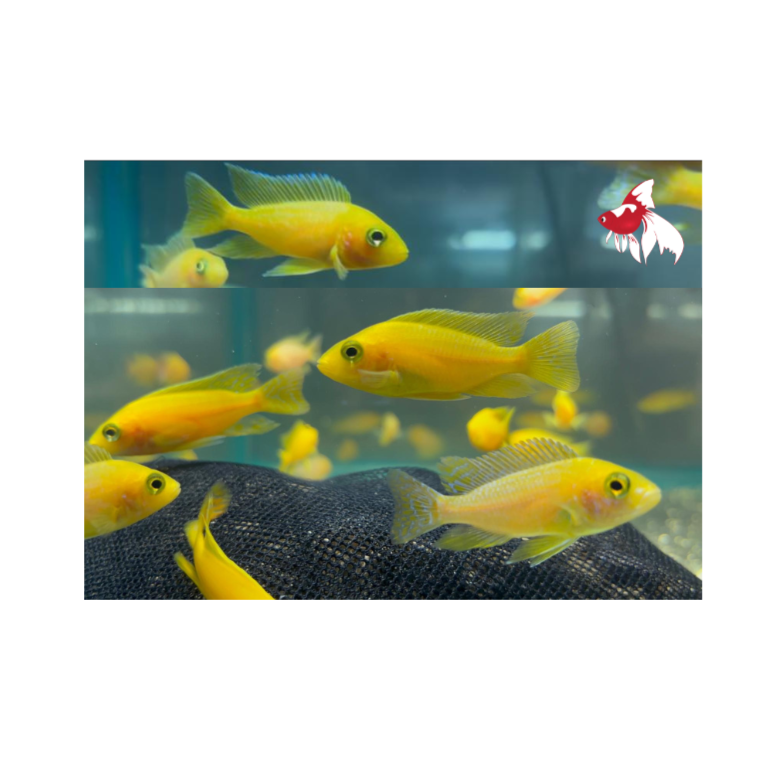 Yellow/Gold Peacock (Import) M+6
