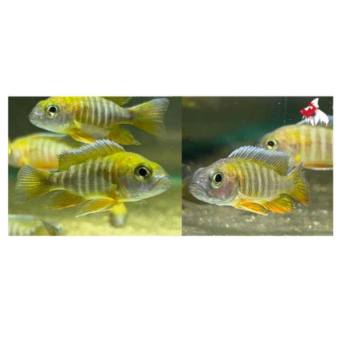 Yellow Jacob Peacock M+6 (Limited Numbers!)