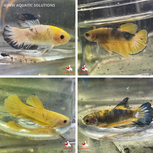 Seconds Half Moon - S/F Koi (K) M-4.5 (3 ONLY!)