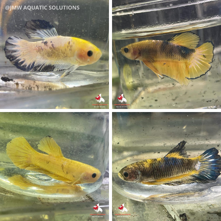 Seconds Half Moon - S/F Koi (K) M-4.5 (1 ONLY!)