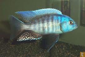 Otopharynx Tetraspilus - Yellowfin Mloto L-9 (Show!) (1 ONLY!)