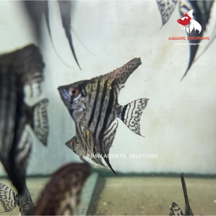 Zebra Angel (Local) XL-8.5 (Limited Numbers!)