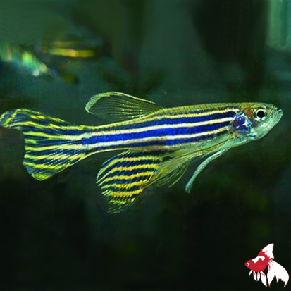 Zebra Danio - Longfin (Local) M 3-4