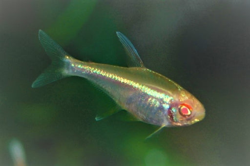 Black Neon Tetra - Albino (Local) L 2-3 (Nice!) SPECIALS!