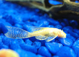 Bristle Nose - Longfin - Albino (Local) M-4