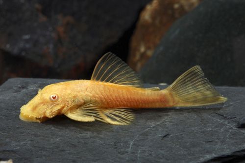 Bristle Nose - Albino (Local) M-4 (1 ONLY!)